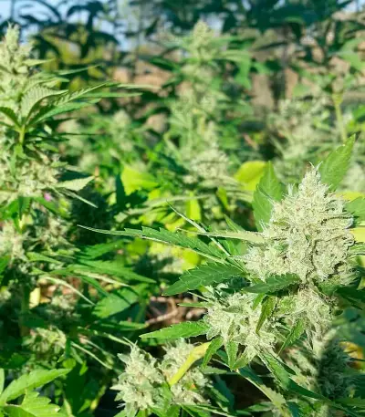 Rockbud feminized seeds