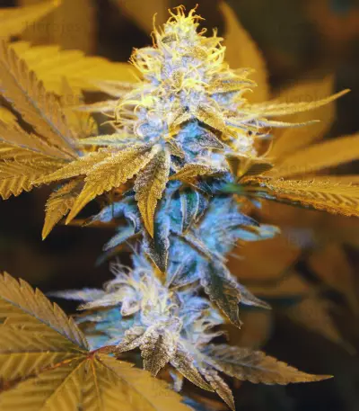 Semi femminizzati di Strawberry Glue