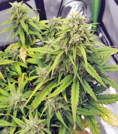 Strawberry Gum feminized seeds