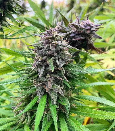 JillyBean Seeds