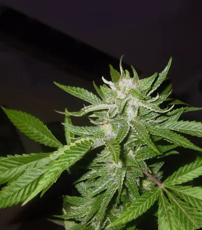 Super Lemon Haze x Clementine (GHS)