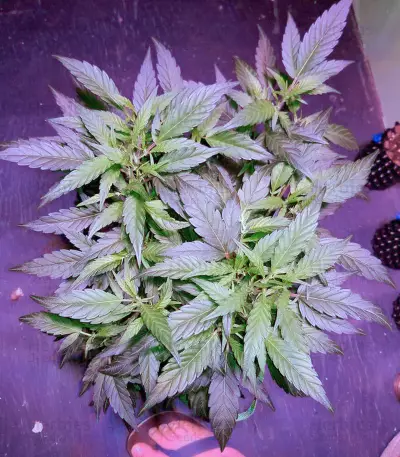 Super Mazar Seeds