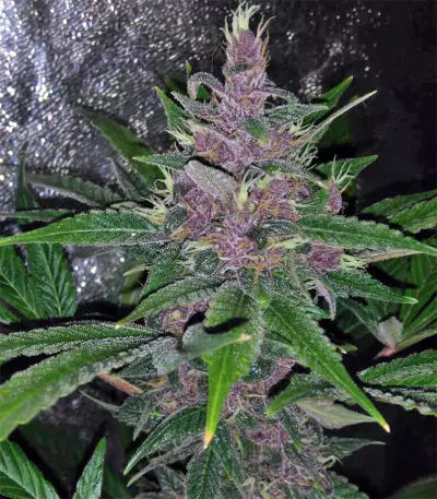 Violeta feminized seeds