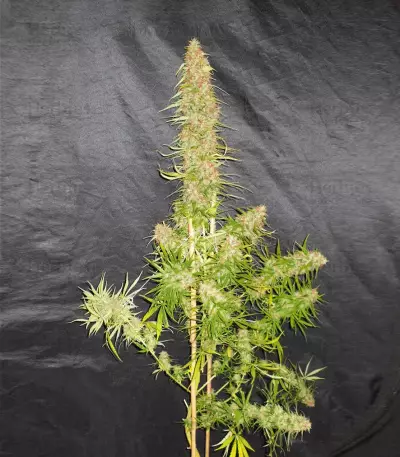 Zamaldelica feminized seeds