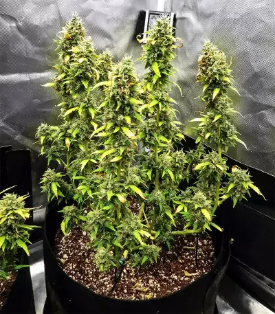 Z Auto feminized seeds (Original Sensible Seeds)