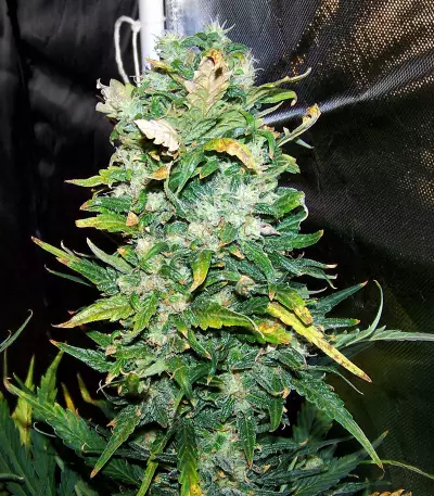 Zuri Widow feminized seeds