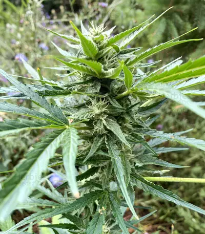 Auto Gelato (Female Seeds)
