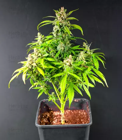 Bay Bueger Early Version (Delicious Seeds)