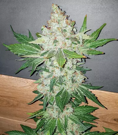 Blackberry Moonrocks Seeds (AlphaFem Seeds)