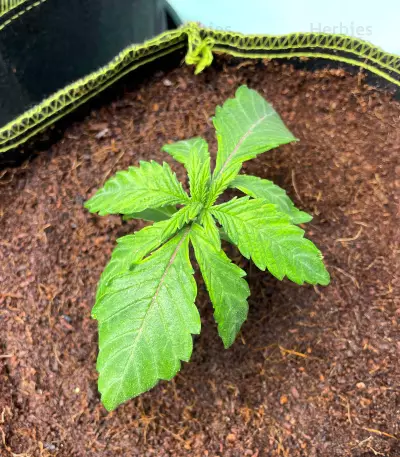 Graines féminisées de Blue Sunset Sherbert (Barney’s Farm)
