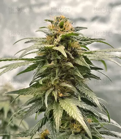Graines de cannabis C-Vibez (Dutch Passion)
