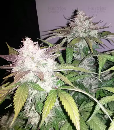 Cropical Fruit Auto feminized seeds
