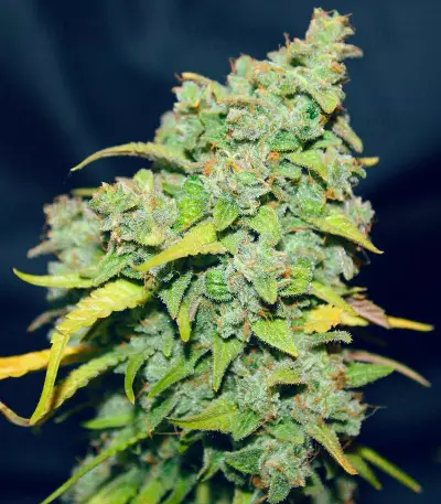 Graines de cannabis Fast & Vast Auto (Heavyweight Seeds)