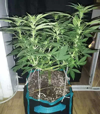 G13 x Blueberry Headband feminized seeds