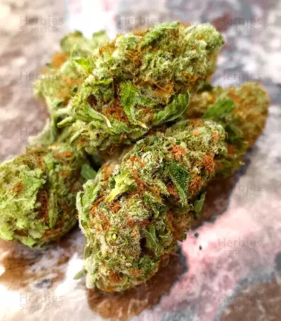 Sementes Feminizadas de Ghost Train Haze (Seedkeepers)