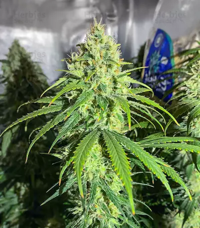 Glue Sherbert Seeds (AlphaFem Seeds)