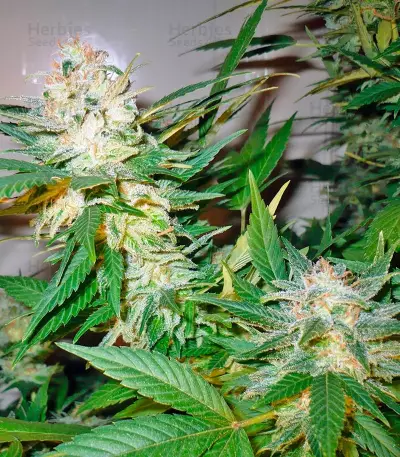 Great White Shark Seeds