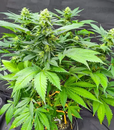 Semi Femminizzati I'm Alive (AlphaFem Seeds)