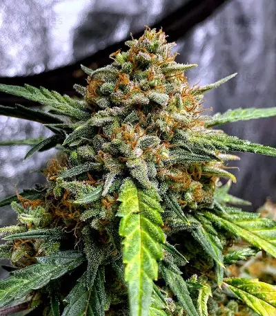 Original Auto Northern Lights (Fast Buds)