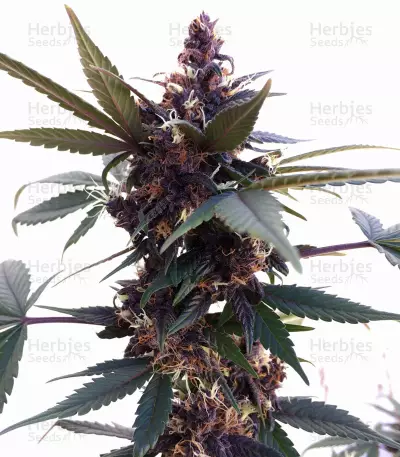 Purple Bud Seeds