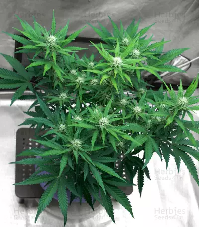 Runtz feminized seeds (Barney's Farm)