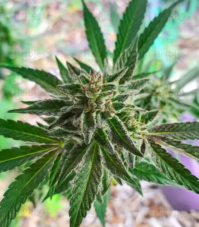 Semillas Feminizadas Sour Diesel x OG Kush (Seedkeepers)