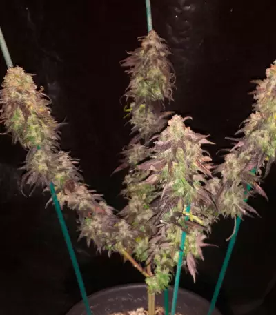Spicy White Devil feminized seeds