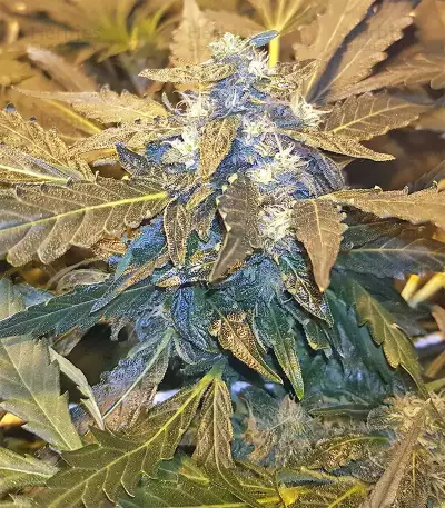 Auto Pineapple Express feminized seeds