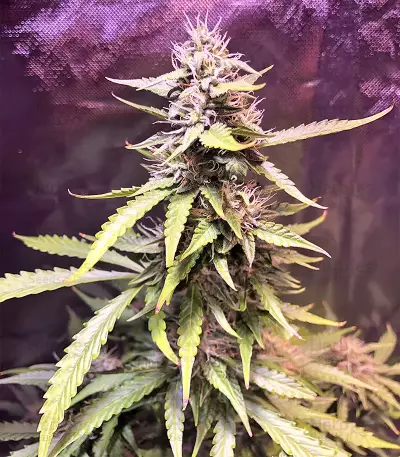 Auto Pineapple Express feminized seeds