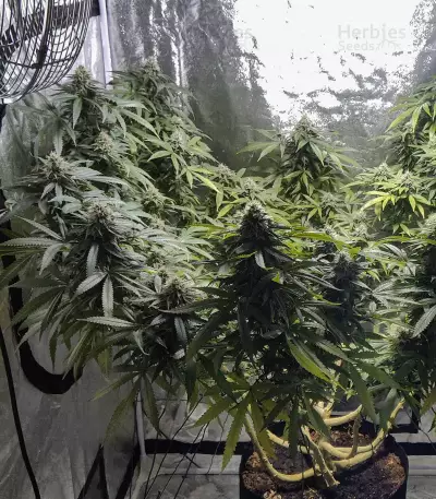 Sementes Feminizadas Blue Gelato 41 (Barney's Farm)