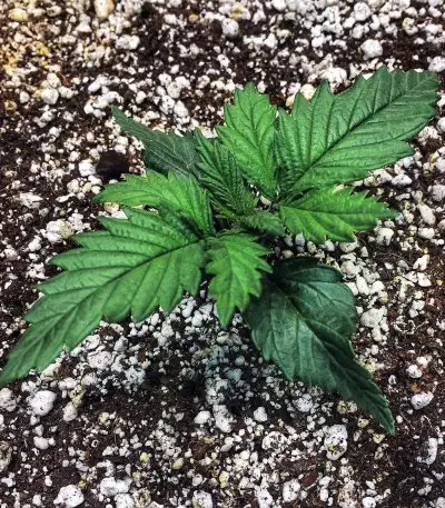 Sementes feminizadas Bruce Banner #3 (Original Sensible Seeds)