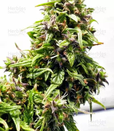 Graines de cannabis Buddha Medikit Auto CBD (Buddha Seeds)