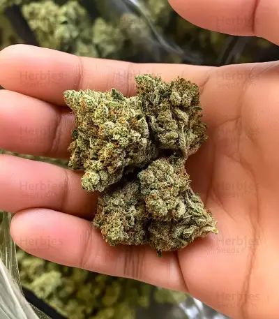 Colombian Gold Auto Seeds