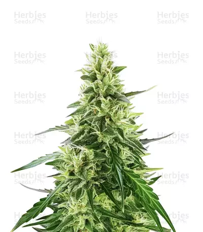 Dos Si Dos Auto Seeds