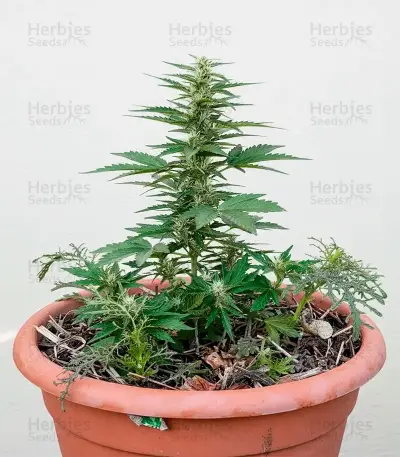 Elephant Auto Seeds