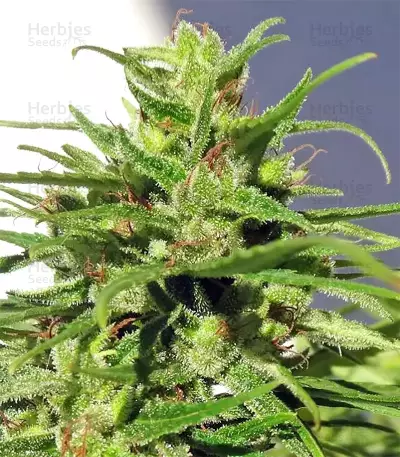 Graines de cannabis Ethiopian Regular (Ace Seeds)