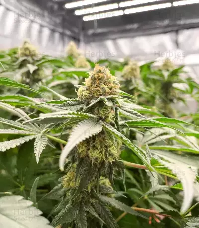 G13 Genius Seeds (Brothers Grimm Seeds)