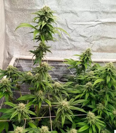 Gorilla Glue (Herbies Seeds)