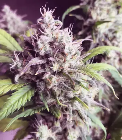 Gorilla Cookies Auto Seeds