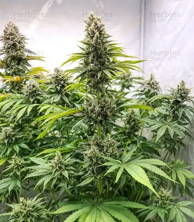 Highcloudz Seeds