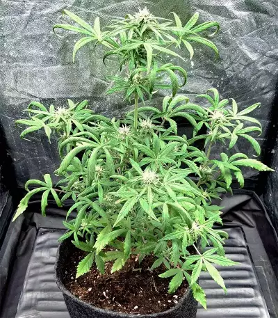 Hindu Kush Autoflower (Herbies Seeds)