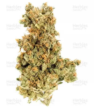 Panama D.C. Seeds