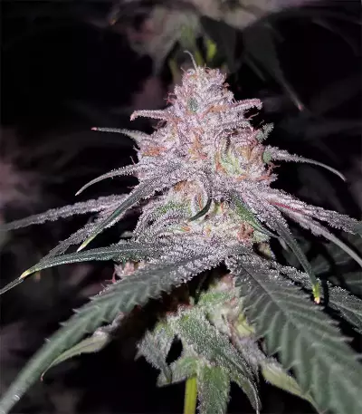 Peyote Critical (Barney's Farm) Cannabis-Samen
