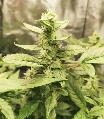 Pineapple Gum feminized seeds