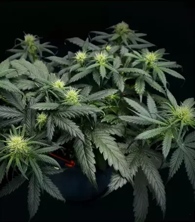 Pound Cake Auto Seeds