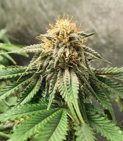 Semi Femminizzati Princess Haze (Brothers Grimm Seeds)