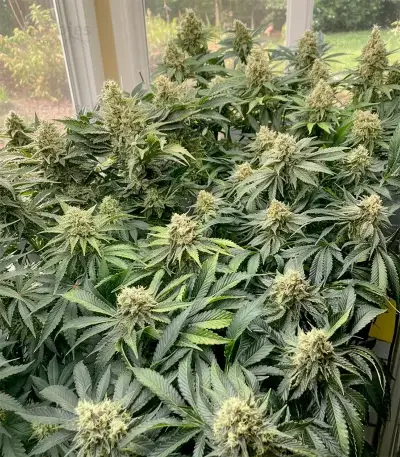 Pure Power Plant Automatic Seeds