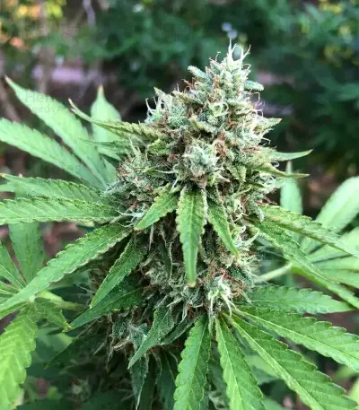 Rainbow Candy (Growers Choice)