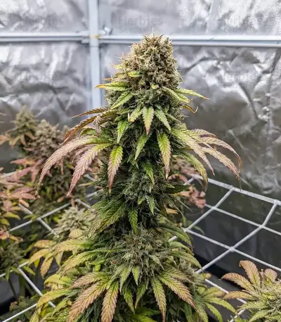 Raspberry Waffle CBD Seeds