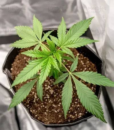 Sensi Purple Kush Seeds